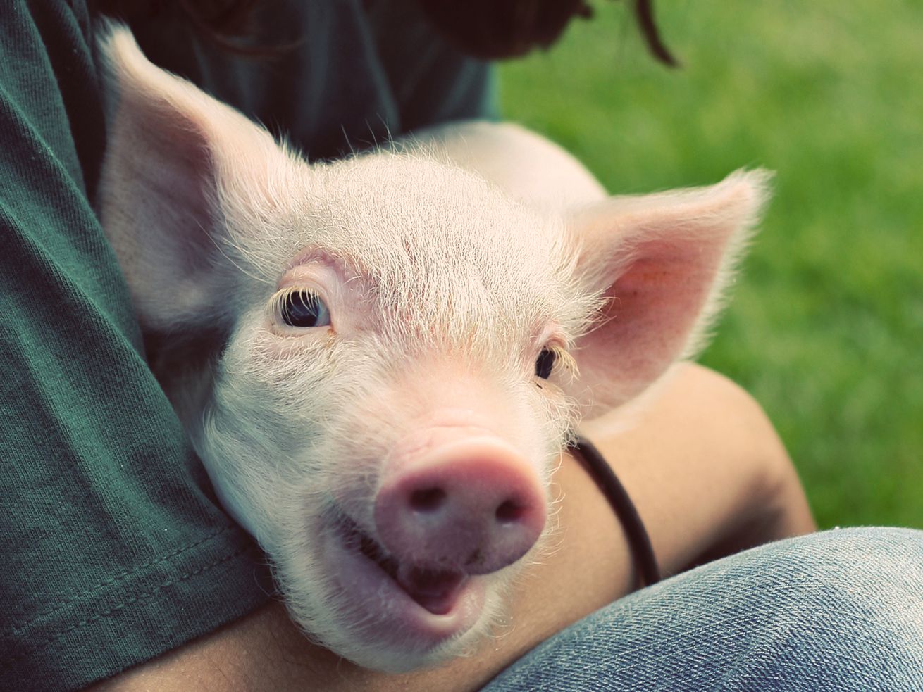 Want to help animals? Here’s where to donate your money.
